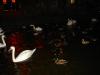 Swans on OZA